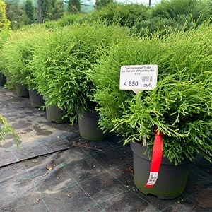 Туя Боулинг Болл (Thuja occidentalis 'Mr Bowling Ball')