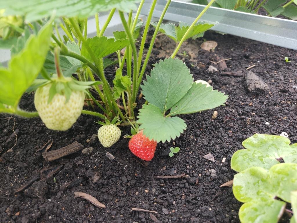 Моя скромненькая клубника первогодка (ремонтантная). Разве по ней видно, что я её чем-то поливала? Не поливала, папой клянусь…