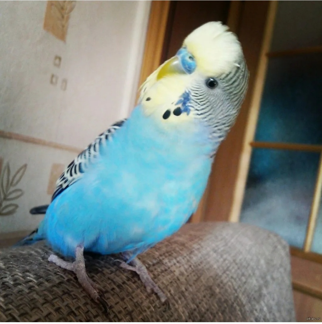 Фото из интернета в иллюстративных целях. Наш птиц был похож, но не осталось фото.