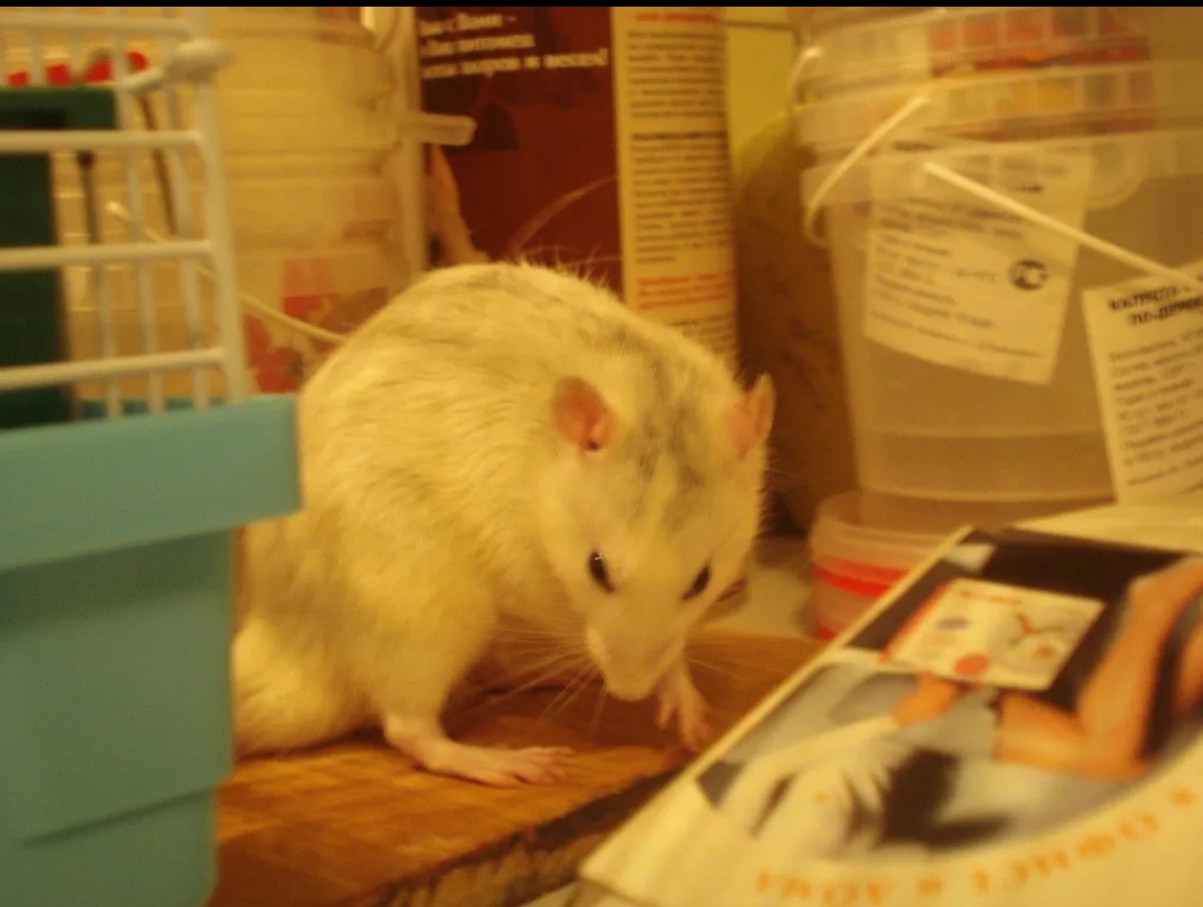 Моя крыса Шурупчик. Фото автора.
