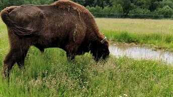 Зубр, бизон, буйвол и як радуются новой территории с травой и цветами в Подмосковном Сафари-парке
