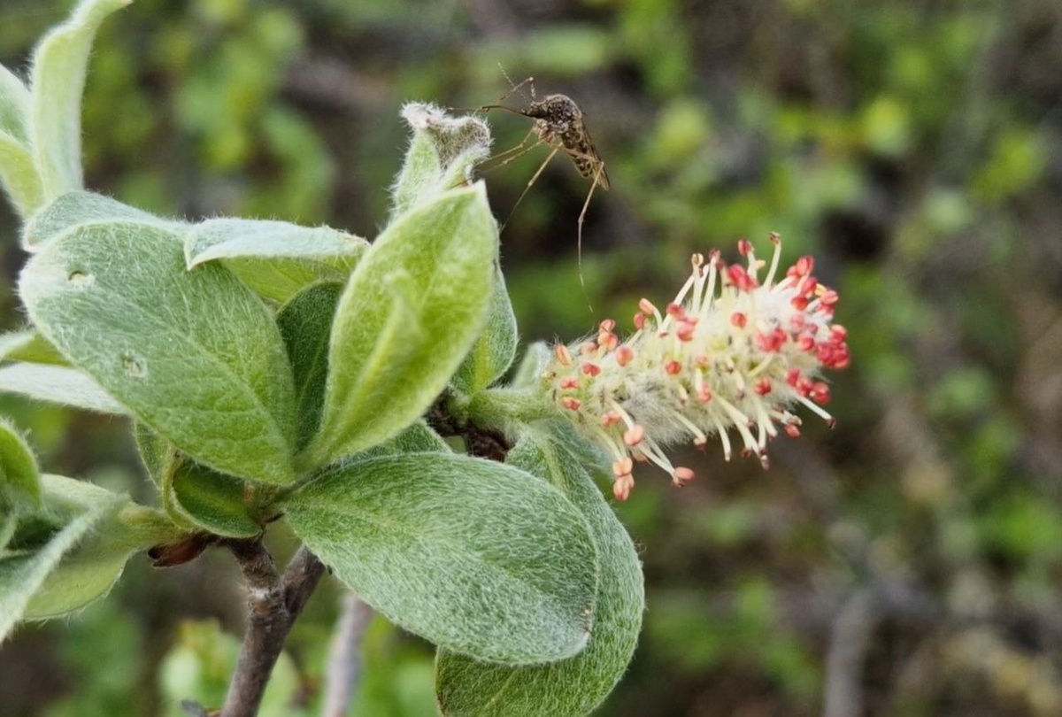 Первые комары на Севере - огромного размера