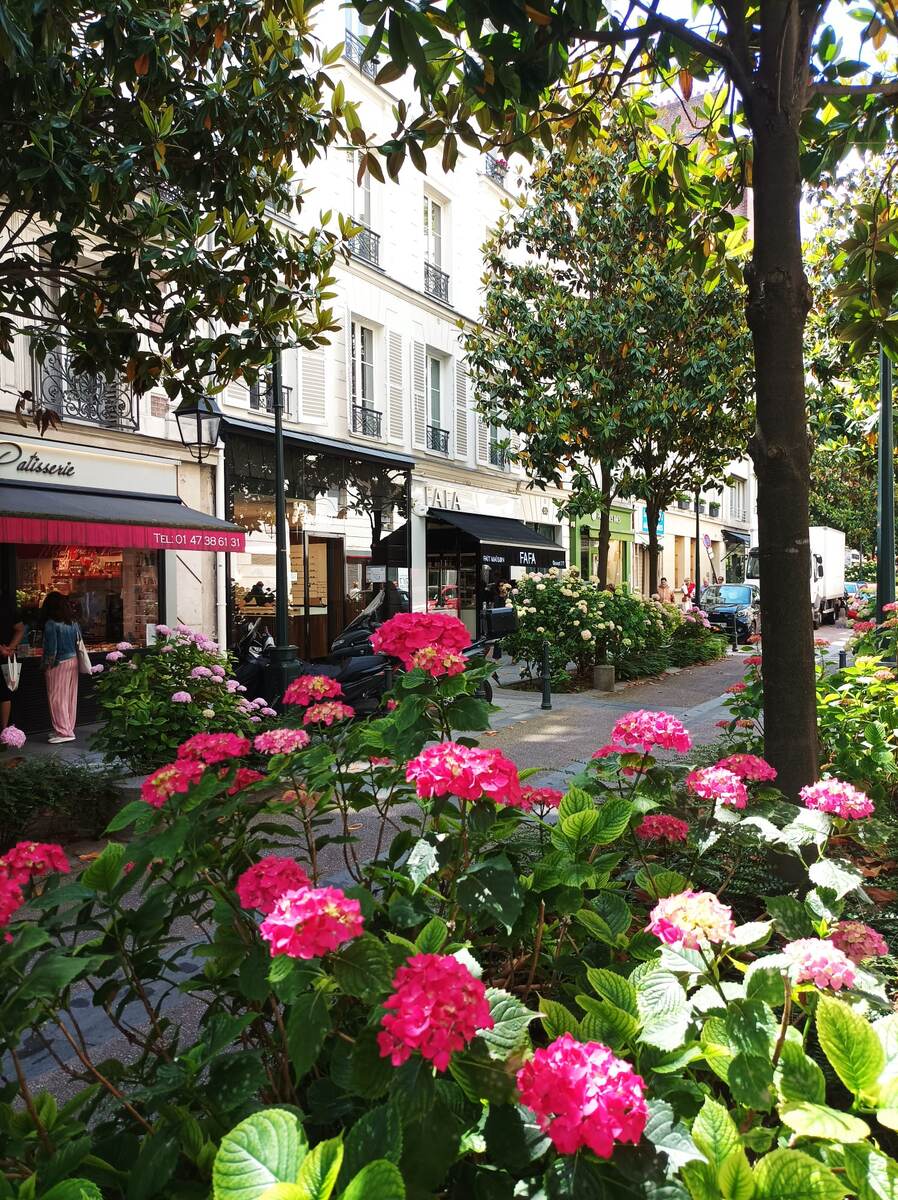 Красивое: улица с гортензиями. Мне нравятся малиновые, но я понимаю тех, кто предпочитает нежно-розовые