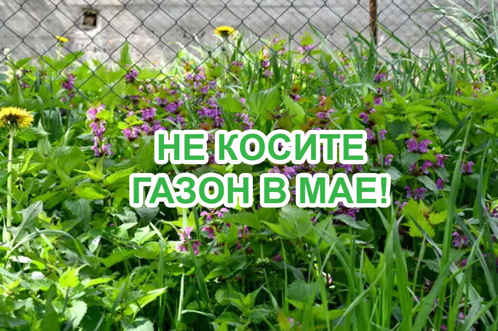 Не косите мужики, не косите!