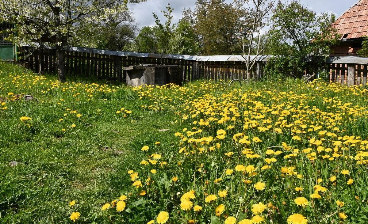 Здесь нет недостатка в одуванчиках.