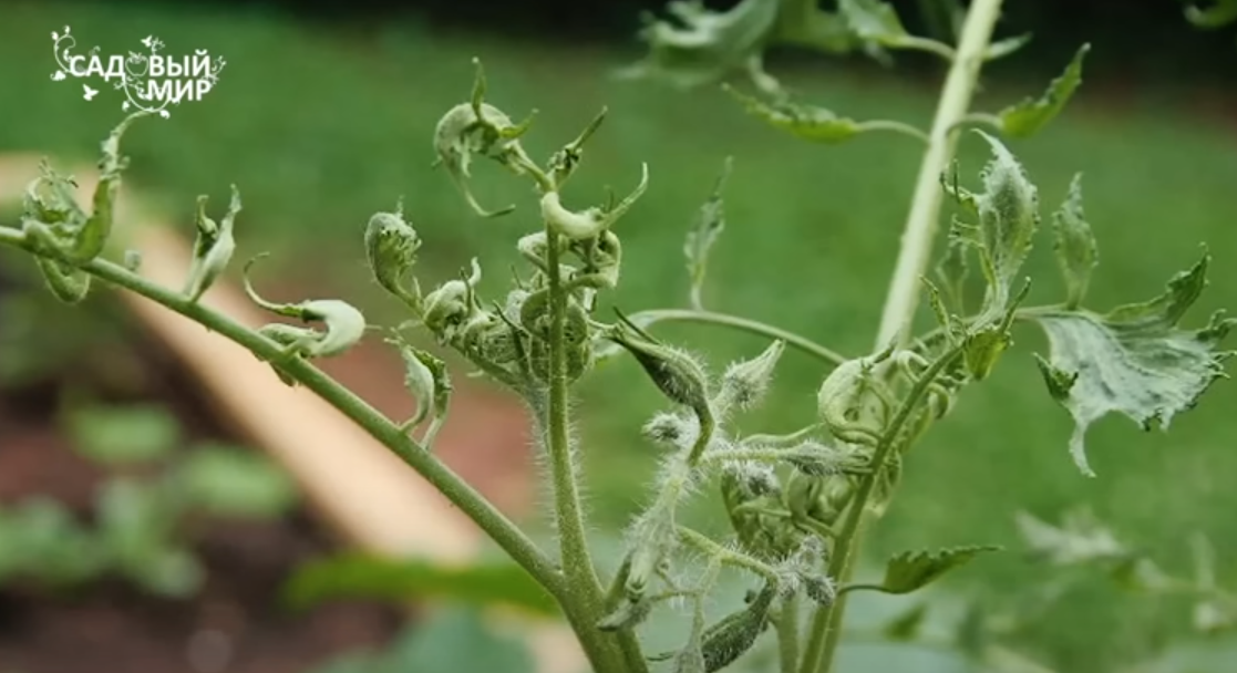 скрученные верхушки томатов