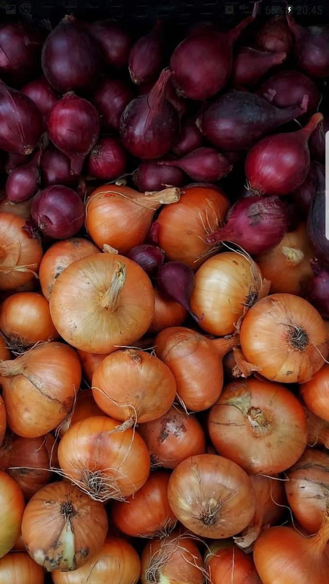 Лук репчатый.