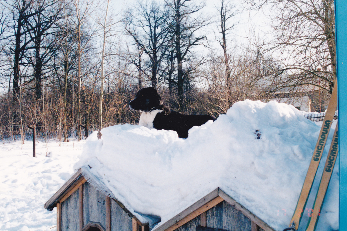 Сельга на дрессировочной площадке