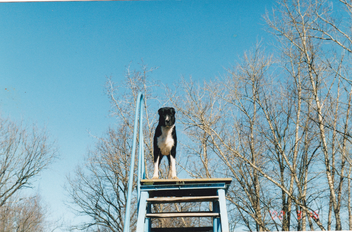 На дрессировочной площадке