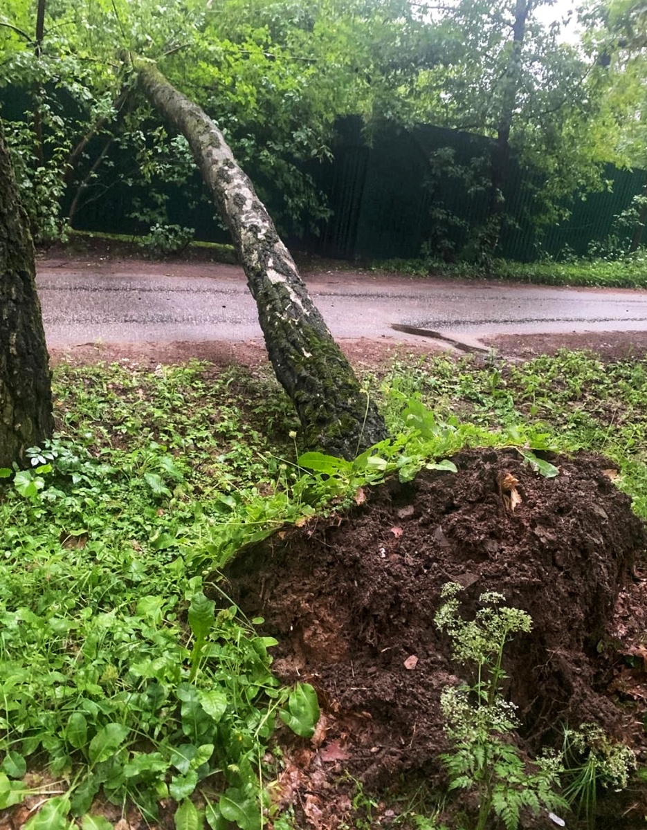 И я бы не сказала, что у нас тут штормовые ветра. Просто почву пролило как следует и старым высоким деревьям сложнее удержаться в ней. 