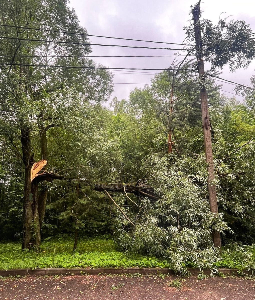На ветвях столько воды, что старая древесина уже не в состоянии выдержать их. Иву разорвало (((