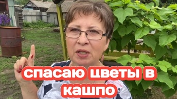 С УТРА ПОЕХАЛИ В РАЙЦЕНТР, ЧТО КУПИЛИ, ЧТО ПОЛУЧИЛИ НА ВБ, ПОЗНАКОМИЛАСЬ С МОЕЙ ПОДПИСЧИЦЕЙ/ СПАСАЮ ПЕТУНИИ В КАШПО