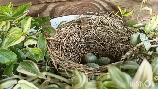 Птичье гнездо в кашпо с традесканцией. Нужен совет