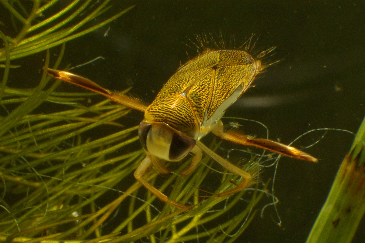 Мёд не делаю. Да, даже неправильный. 