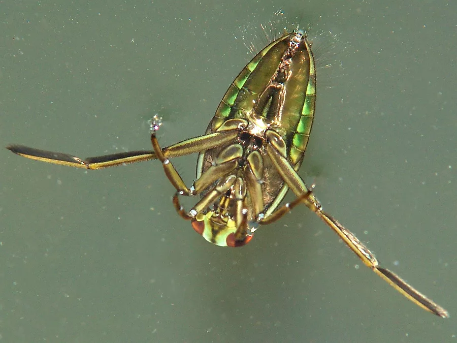 Если увидел такого жука, перевернутого кверху пузом, беги из этого водоёма! Это насекомое не погибло, оно ждёт, чтобы напасть!  