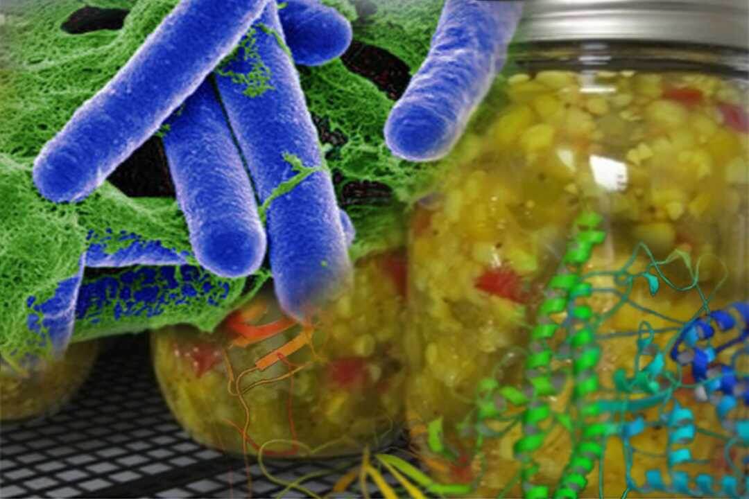 Ботулизм - заболевание, вызываемое бактерией Clostridium botulinum