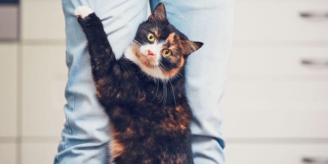 Кошачья одержимость хозяином: почему кошка ходит за мной по пятам?