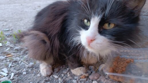 Месяц жизни на улице для домашнего кота мог стать фатальным, но всё обошлось