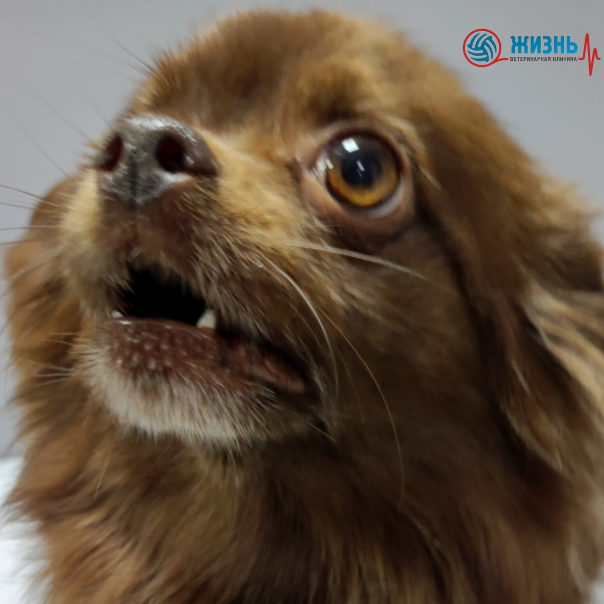 Чихуахуа Барни заболел пироплазмозом, после неверно выбранной обработки от клещей.