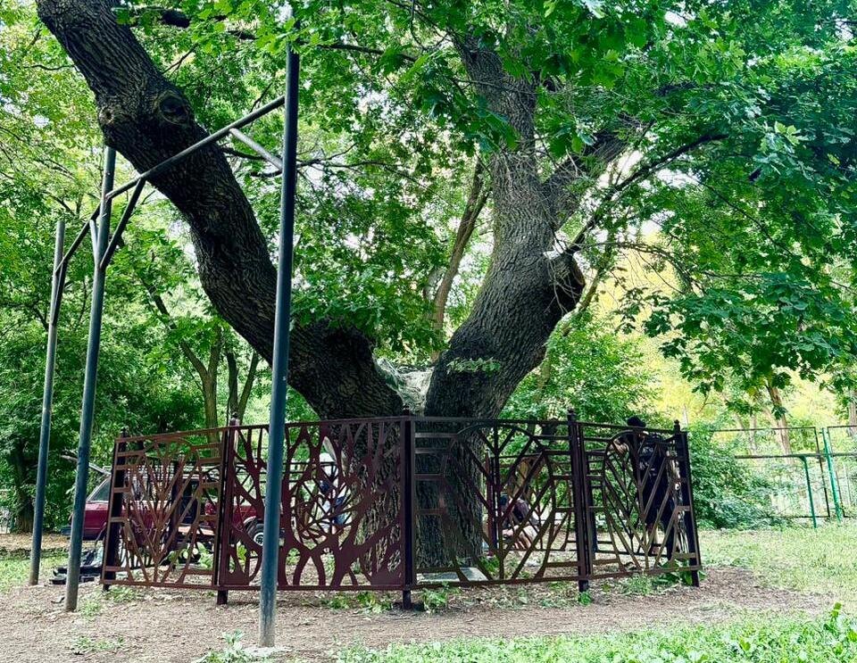 Фото проекта «Дубки — роща Петра и МОЯ!»