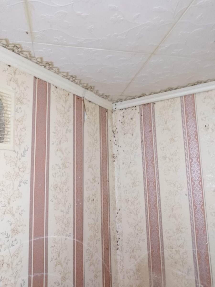 За шкафом была туча бодровствовавших насекомых