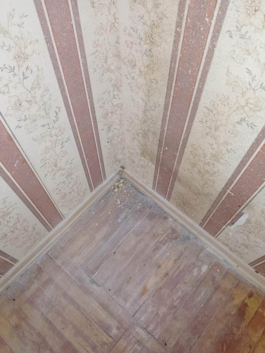 На полу, под плитусами, на стенах