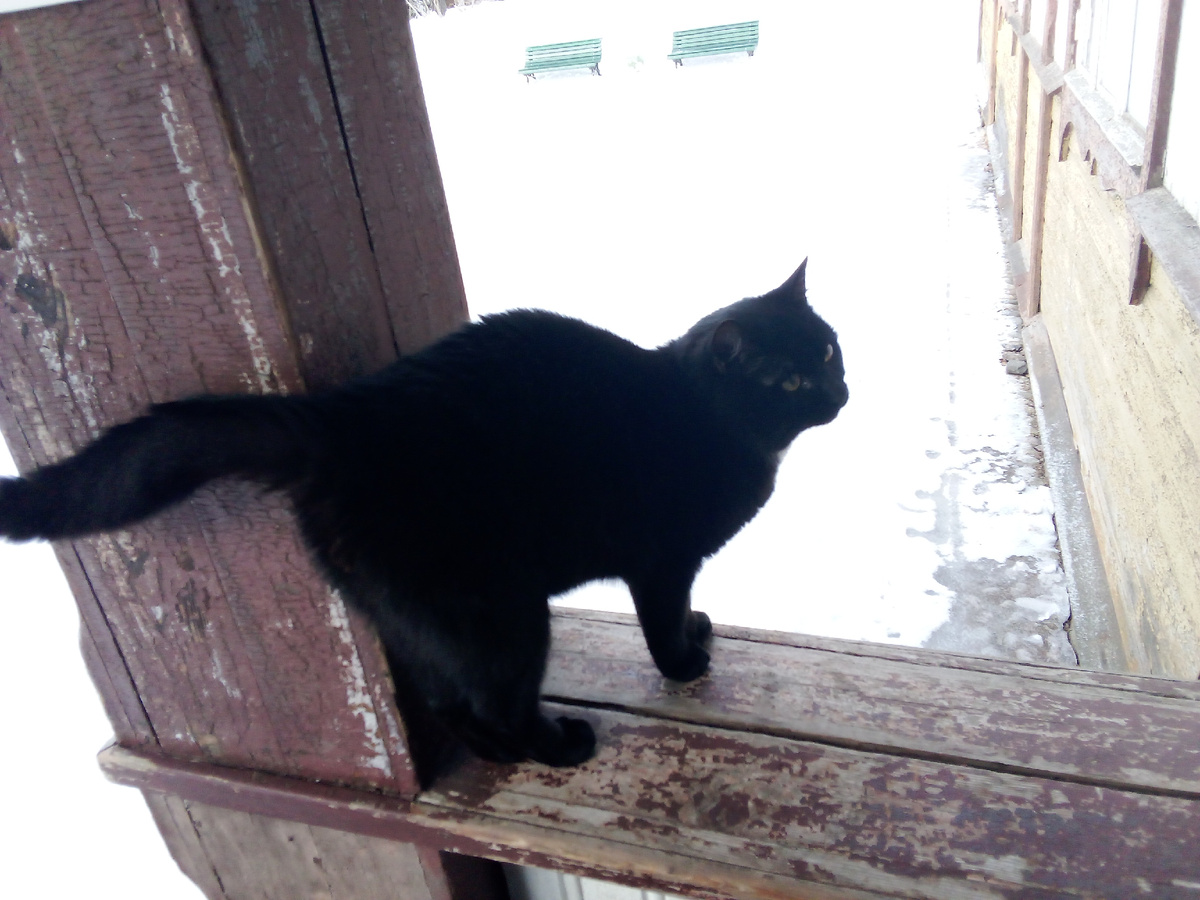 Кошка для привлечения внимания. Фото мое.