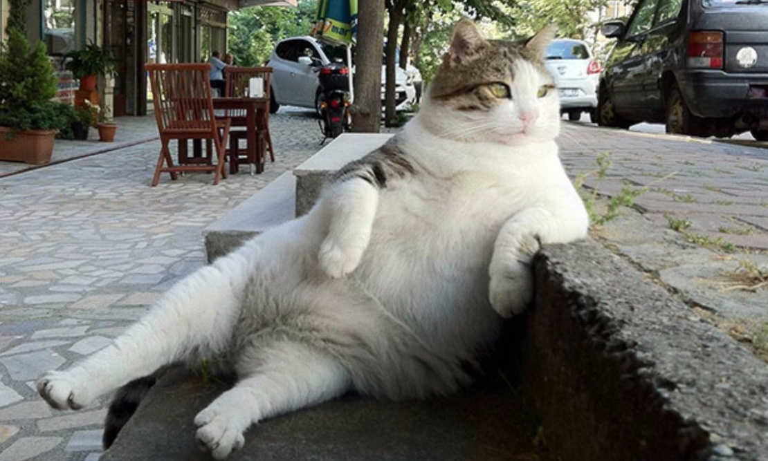 Жил-был кот по имени Томбили. Жил он в Стамбуле, а потому носил довольно распространенную среди турецких котиков кличку, означающую «Пухленький». Жил бы в России, наверное, был бы Барсиком или Пушком.