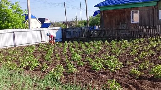 Приехали мои сыновья с казани,окучиваем картошку,приехали сестры в гости