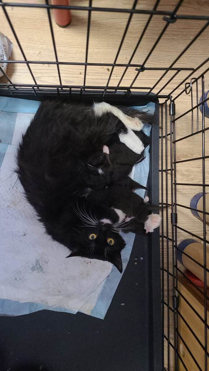 Пушинка и ее дети