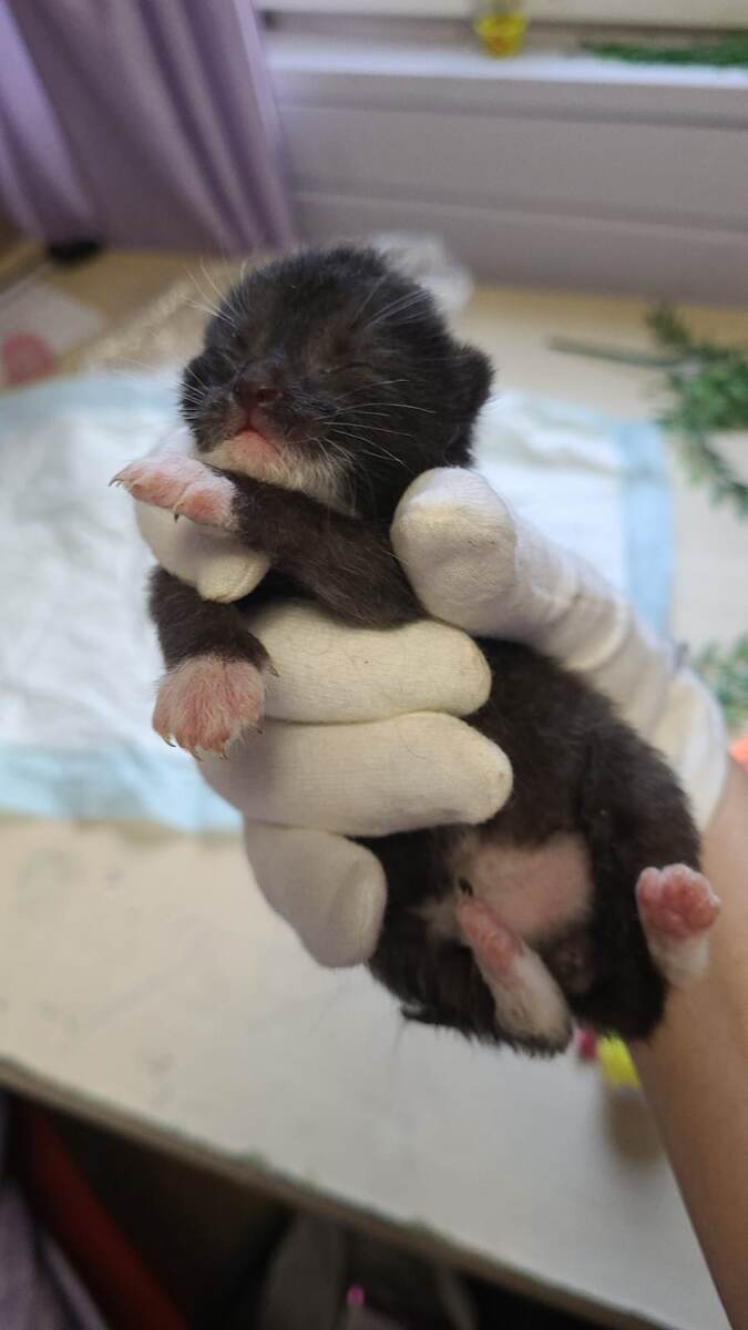 Черно-белый котенок будет искать дом в конце августа