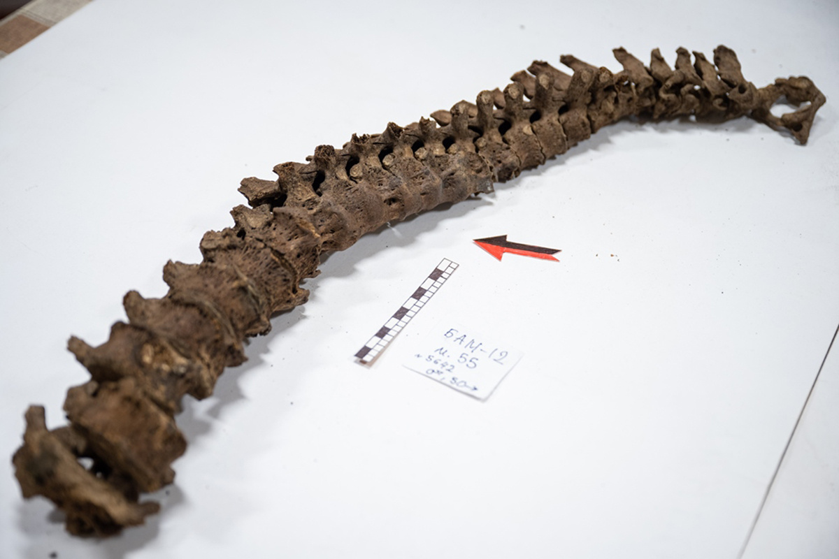 Пресс-служба ТГУ📷Позвоночник со следами дегенеративных изменений