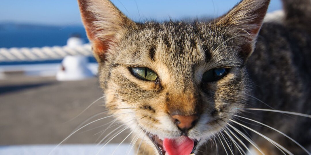Кошки умеют улыбаться? Разгадка кошачьей "мимики", которая вас удивит