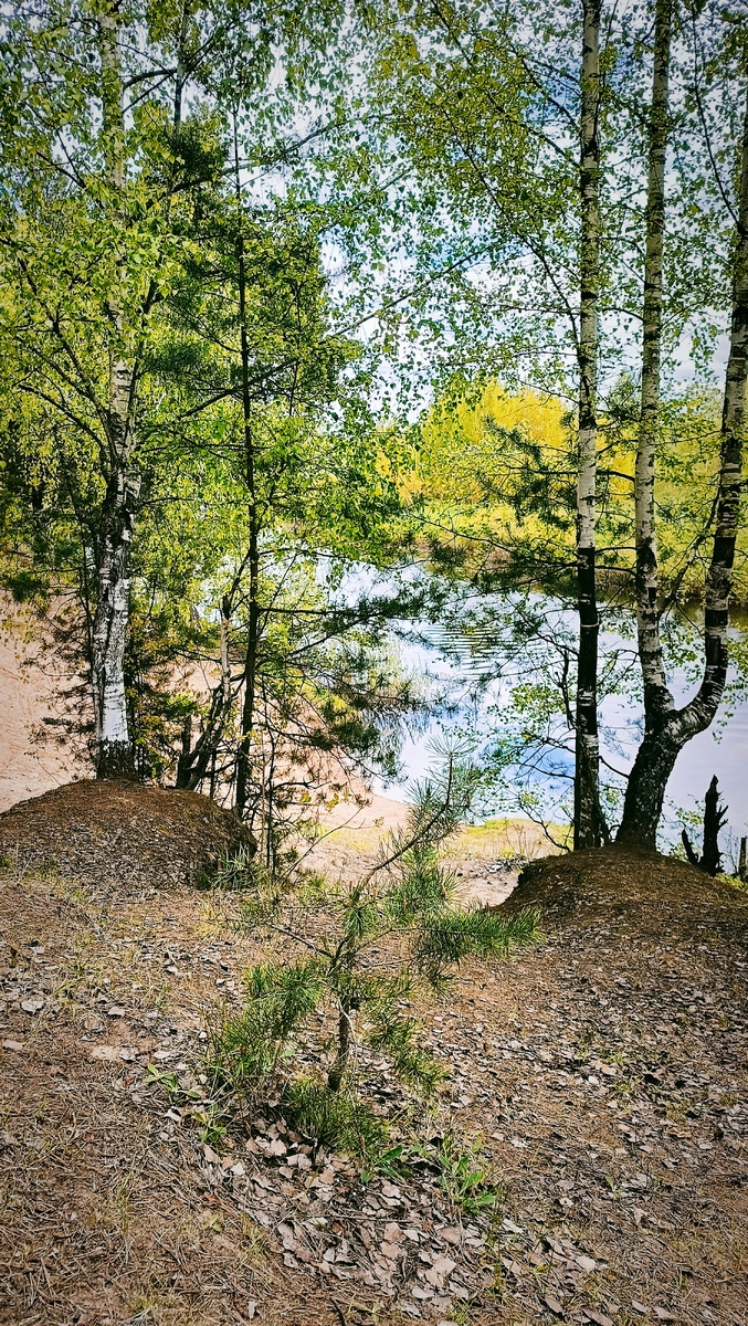 Любимые тропинки в соседней роще