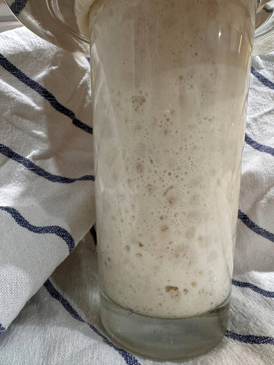 Опара после 15 часов в холодильнике