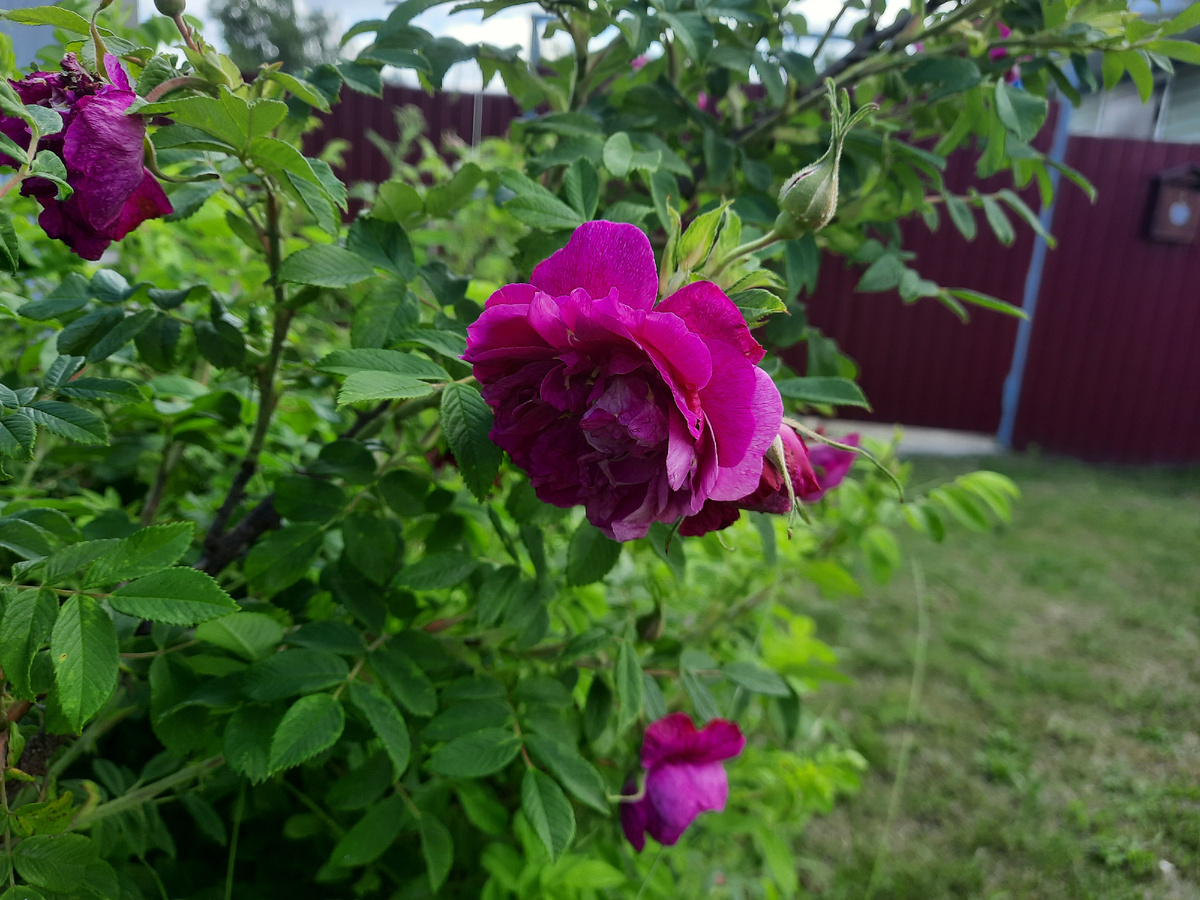Вот такой махровый шиповник рос у нас возле забора сколько себя помню. Теперь и о нем только помню...