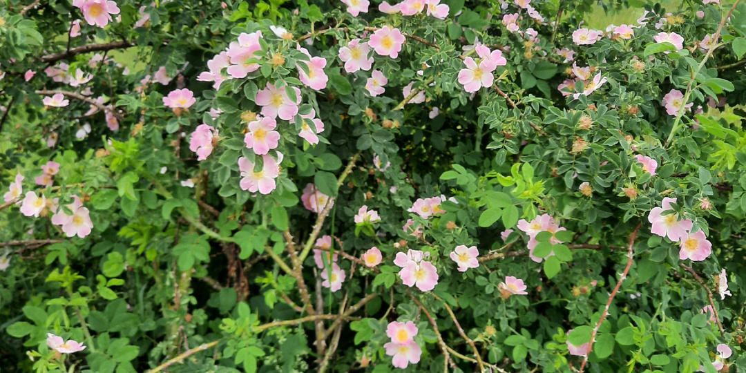 Прошу совета по сортам шиповника