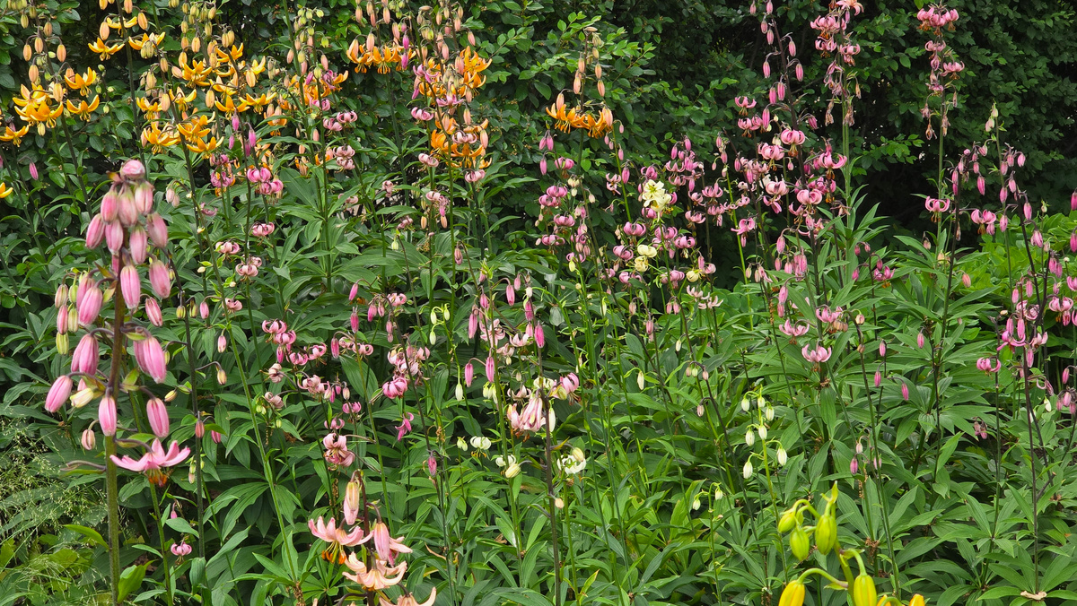 Лилия кудреватая