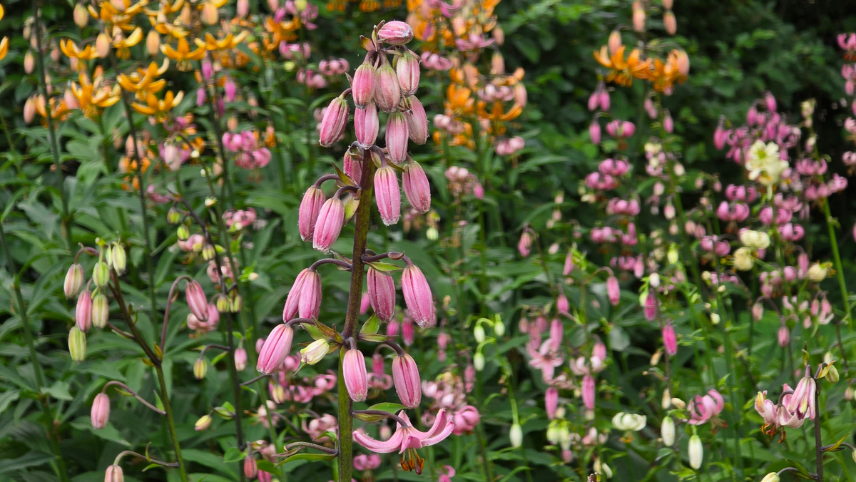 Лилия кудреватая