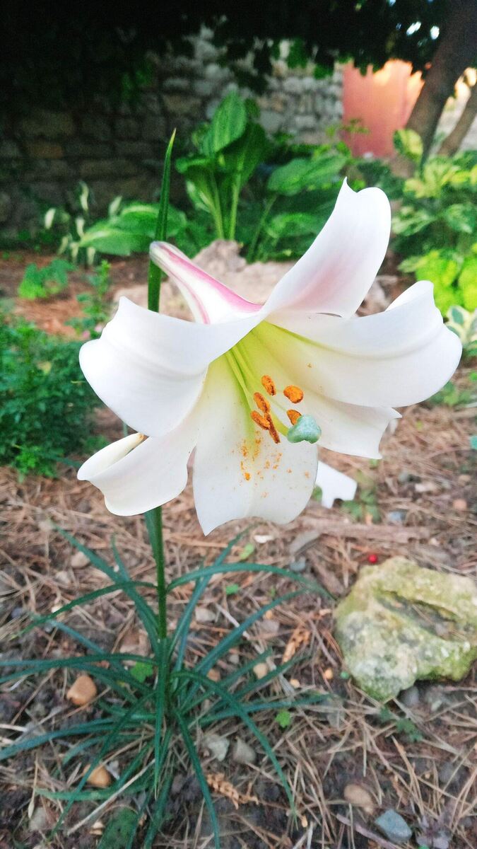  (Lilium formosanum var. pricei)Лилия формозская  Прайса.. Видовое растение. Это чудное миниатюрное растение родом  с острова  Тайвань.  Растет у меня лет 7. Всего один раз дала детку, прекрасно переносит жару, зимостойка. 