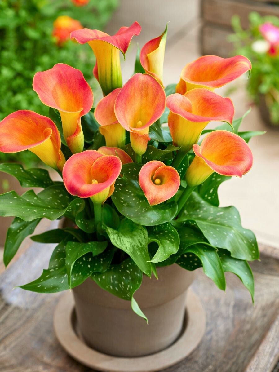 Калла Captain Osorno (фото с сайта https://thursd.com) 