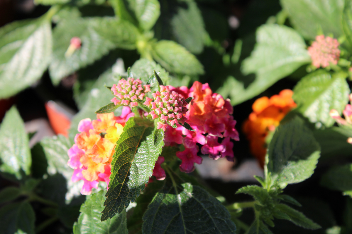 Лантана (Lantana)