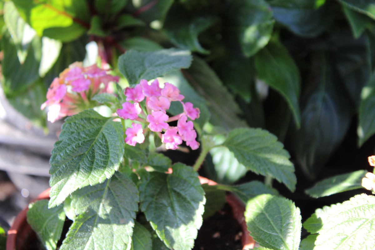 Лантана (Lantana)