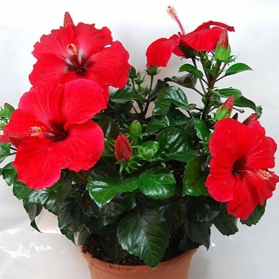 Китайская Роза (гибискус) 