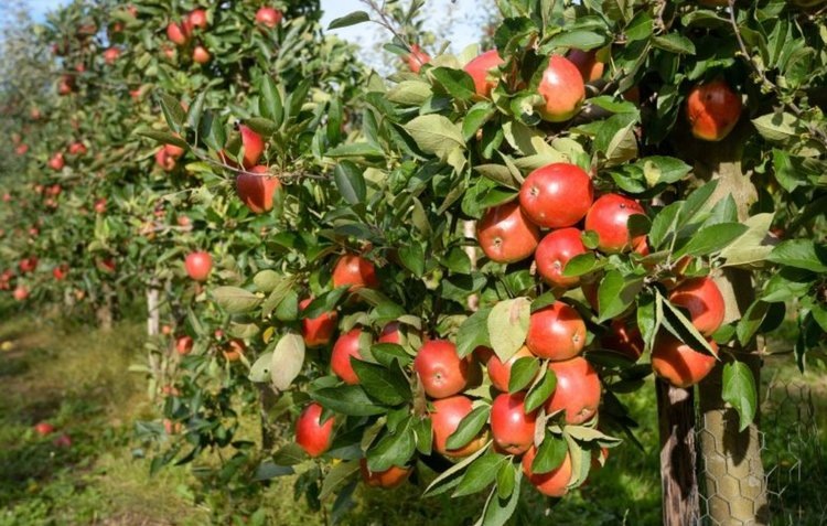    Искусственный интеллект сообщает садоводам о количестве урожая за шесть месяцев до уборки