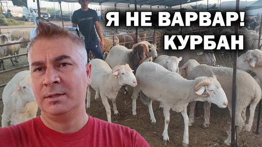 МУСУЛЬМАНЕ НЕ ВАРВАРЫ! Отмечаем Курбан-байрам. Выбираю барана 🐏