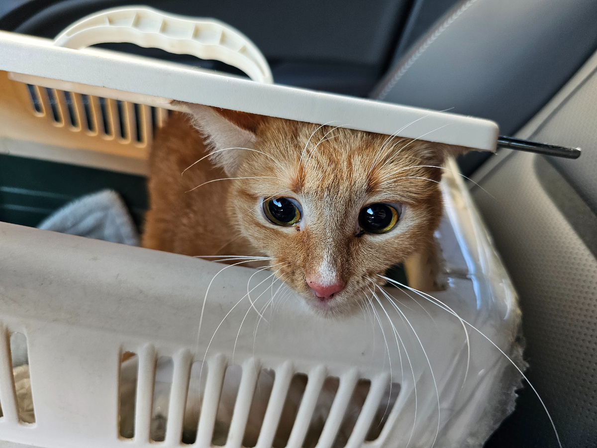 Фото автора. Выехали в клинику на операцию.