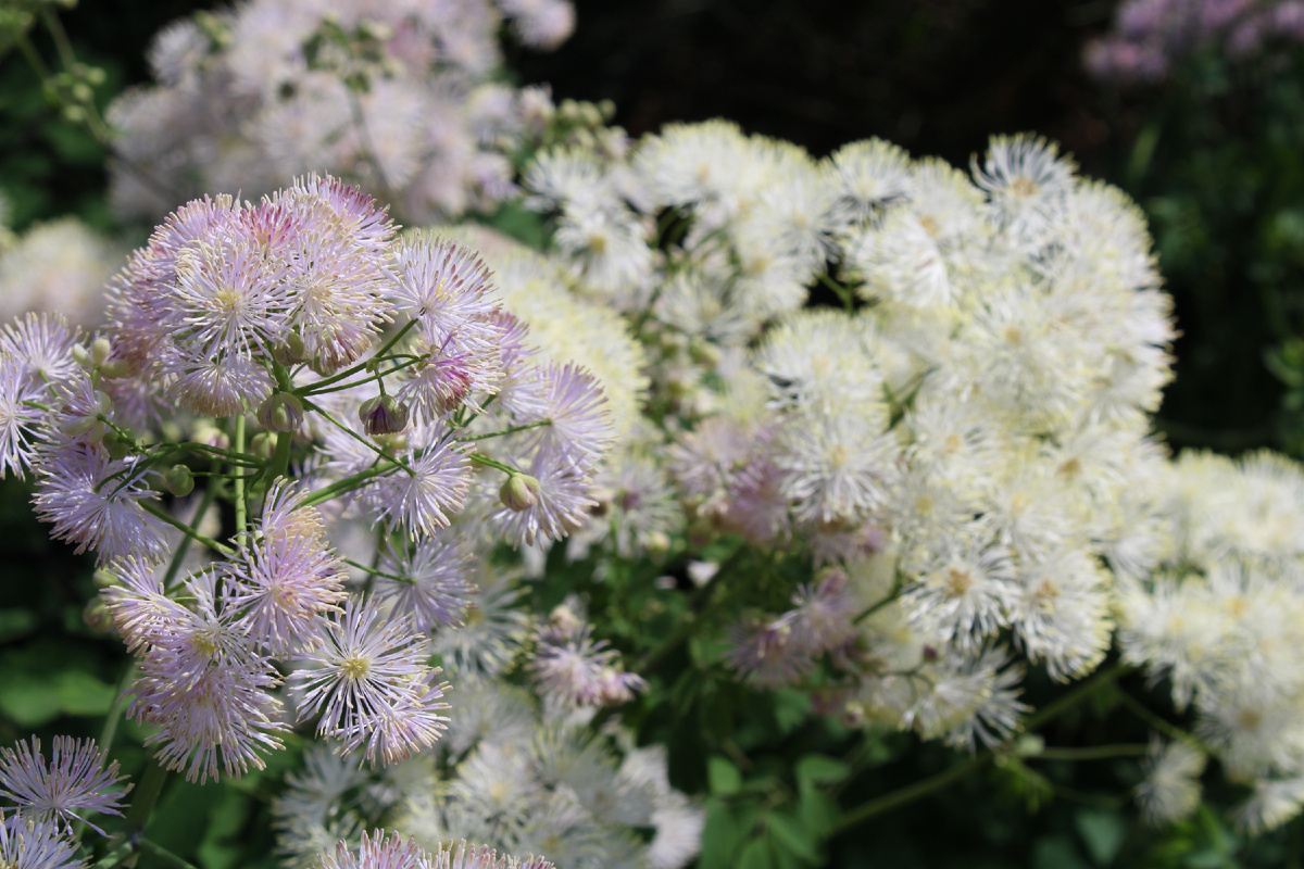 Василистник водосборолистный (Thalictrum aquilegifolium)