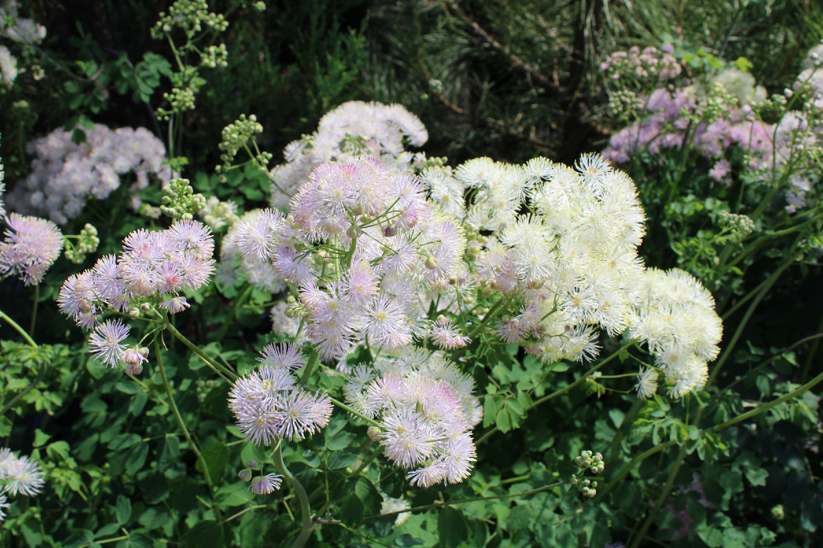 Василистник водосборолистный (Thalictrum aquilegifolium)