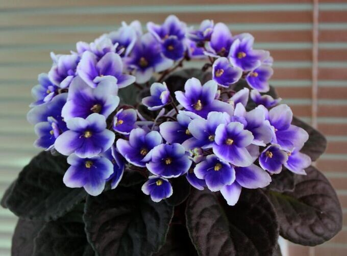 Фиалка(сенполия) 